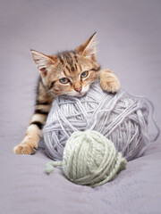 Tabby kitten lies relaxed on a ball of woolen yarn looking at the camera indoors low angle view