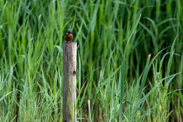 Kingfisher perched on post. RSPB Lakenheath Fen, Suffolk.