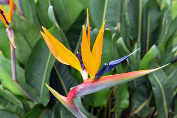 Flower of paradise