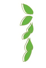green leaves isolated on white background
