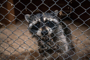 Raccoon in the cage at Sami Village, Murmansk, Russia