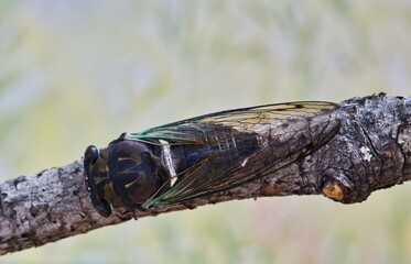 Lyric Cicada (Neotibicen lyricen) dorsal view on tree branch in Houston, TX. Species is native to...