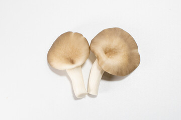 Vegan mushroom from cultivation farming