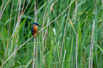 Kingfisher perched on reed. Photographed from bird hide at RSPB Lakenheath Fen, Suffolk.