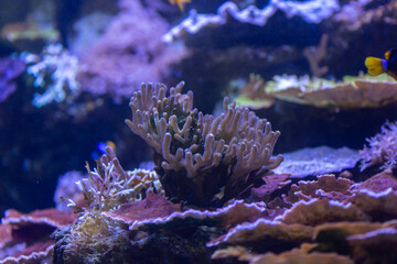 Naklejka na ściany i meble Amazing corals close up in daylight.