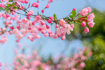 Naklejka na ściany i meble beautiful pink flowers in spring