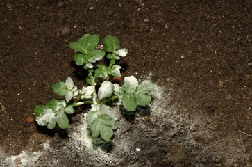 Potato plant Solanum tuberosum treated with natural sulfur to prevent pests. Las Palmas de Gran Canaria. Gran Canaria. Canary Islands. Spain.