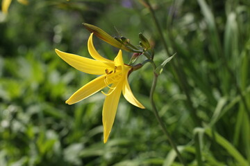 Blüte der Zitronen-Taglilie vor grünem Hintergrund © Ottmar