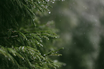 Fototapeta na wymiar rain drops on a branch