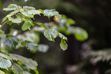 branch of a tree