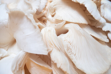 Oyster mushrooms (Pleurotus ostreatus) are mushrooms that usually live on dead tree trunks and can be consumed as food