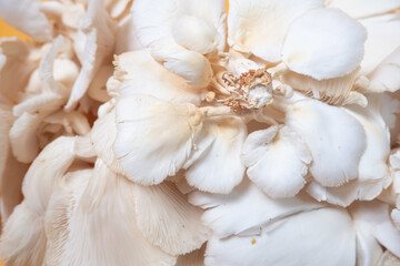 Oyster mushrooms (Pleurotus ostreatus) are mushrooms that usually live on dead tree trunks and can be consumed as food