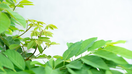 soft light fresh green leaves on white background