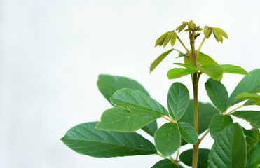 soft light fresh green leaves on white background