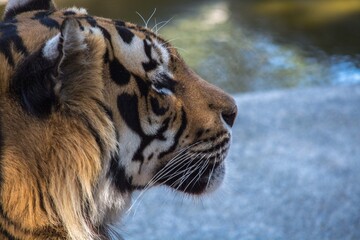 portrait of a tiger