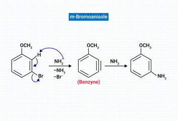 m-Bromoanisole gives only the respective meta substitued aniline