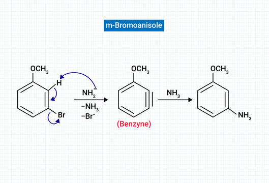 m-Bromoanisole gives only the respective meta substitued aniline