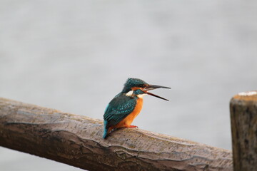 小魚を飲み込むカワセミ