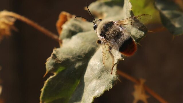 Bumblebee resting on a leaf in the garden.
Detail red tailed Bumble bee. Bombus cullumanus ssp.
Insect isolated.
Insects, bugs, bug.
Wild nature, wildlife, Honey, Honeybee, bees.
Animals, animal