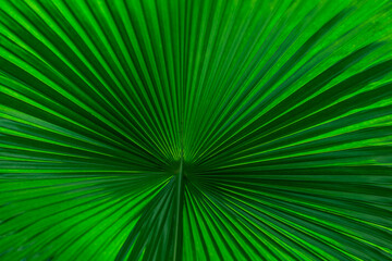 Fragment of an exotic palm leaf close-up.