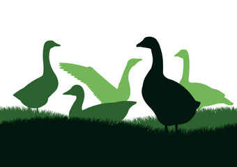Geese grazing on overgrown hills. Rural landscape. Scenery silhouette. Pasture on meadow. Agricultural farm bird. Object isolated on white background. Vector