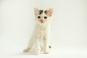 cute little kitten on a white background