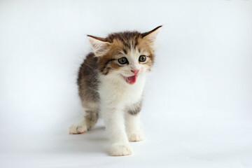 cute little kitten on a white background