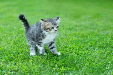 Naklejka na ściany i meble cute little kitten on the grass in summer