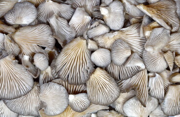 Forest oyster mushroom as a  background.  