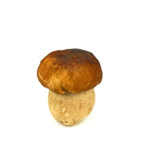 The boletus edulis isolated on white background