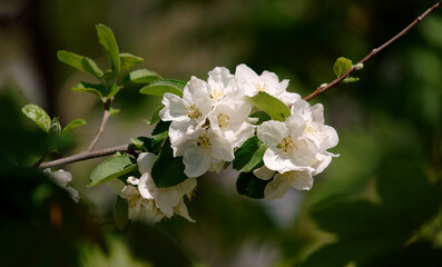 Apfelblüte - Malus