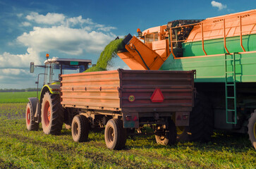 Harvester combine pouring green peas in the tractor trailer during summer harvest