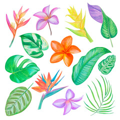 Tropical exotic palnts collection, bright and colorful leaves and flowers illustration set