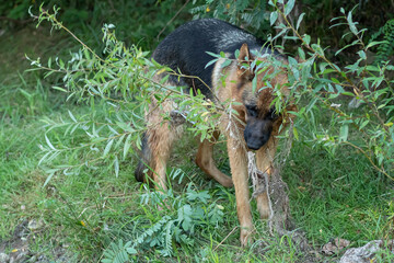 German Shepherd Dog Bites Willow Shoot 