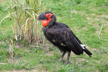 Naklejka premium Portrait of a southern ground hornbill 