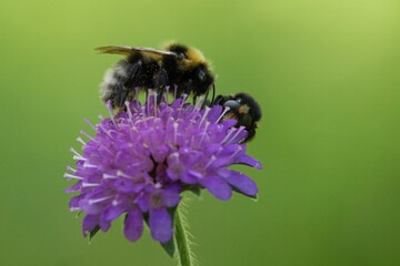 2 Hummeln auf einer Witwenblume