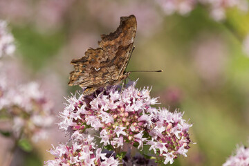 C-Falter mit geschlossenen Flügeln auf blühendem Wasserdost