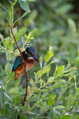 Juvenile common kingfisher perched on tree branch. RSPB Lakenheath Fen nature reserve, Suffolk.