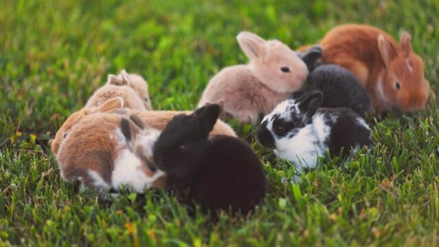 many little rabbits on the green lawn