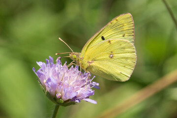 Wandergelbling auf einer Witwenblume