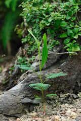 Wild hybridize plants in forest