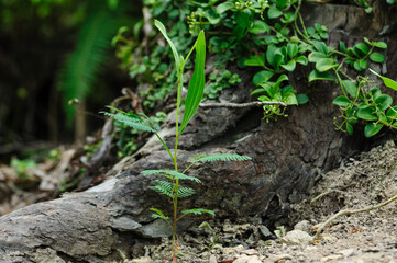 Wild hybridize plants in forest