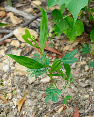 Wild hybridize plants in forest