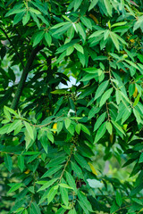 Fototapeta na wymiar Litsea cubeba fruits grow on tree