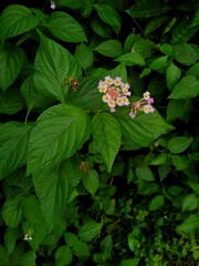 Blooming Lantana flowers on green lantana shrubs