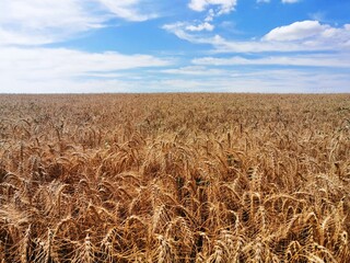 Wheat field and blue sky with clouds