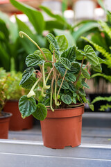 Peperomia caperata, the emerald ripple peperomia, is a species of flowering plant in the family