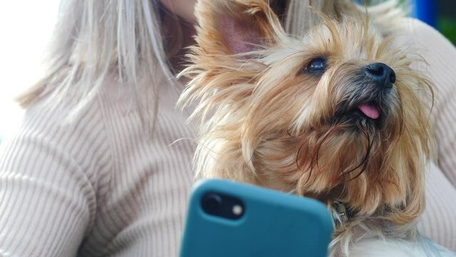 close-up of a cute yorkshire terrier dog in the arms of his mistress caucasian woman on the street on a summer day.girl rest with pet fluffy small dog.slow motion.selective focus