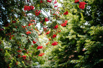 Ripe berries of rowan or mountain ash in the park - obrazy, fototapety, plakaty