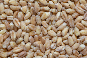 close up of wheat grains